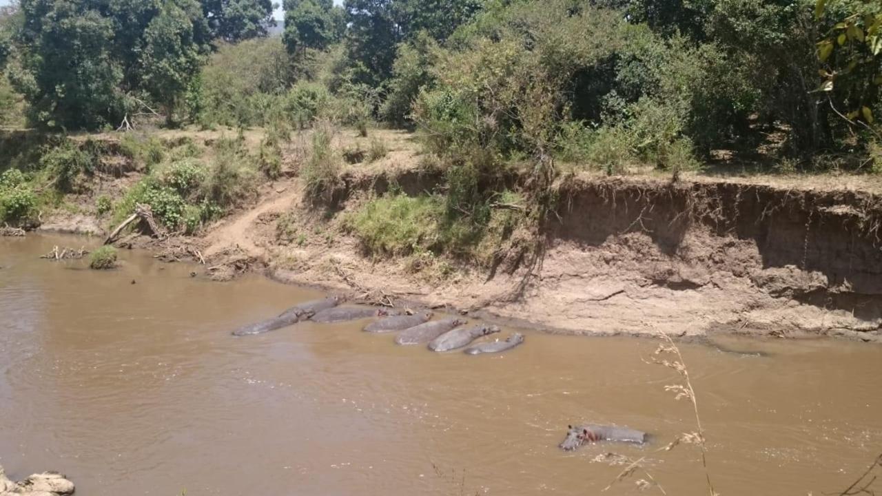 Hammerkop Migration Camp Maasai Mara Exterior foto